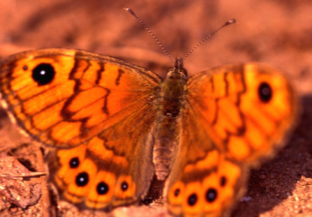 Lepidottero da identificare (169)